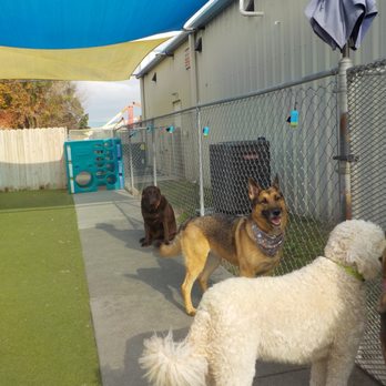 Pawadise - Your Pet's Paradise - Daycare day for my doggo - Pet Sitting Near Me - Jacksonville, North Carolina Pawadise - Your Pet's Paradise - Daycare day for my doggo - Pet Sitting Near Me - Jacksonville, North Carolina