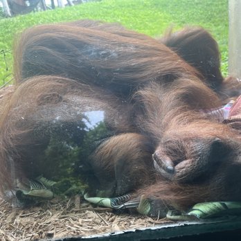 Columbus Zoo and Aquarium - Zoos Near Me - Powell, Ohio