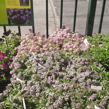 Armstrong Garden Centers - Nurseries & Gardening Near Me - Sherman Oaks, California