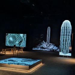 Desert Botanical Garden - Desert Pulse exhibit