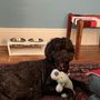 Bark Avenue Grooming