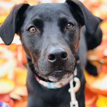 Wildwood Canine - Pet Training Near Me Wildwood Canine - Pet Training Near Me
