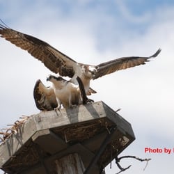 We currently have 2 osprey nesting on our tower!