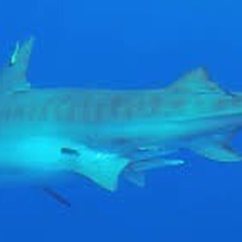 One Ocean Diving - Free diving - Free Diving Near Me - Haleiwa, Hawaii