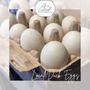 Photo of Chase’n Eggs Farm