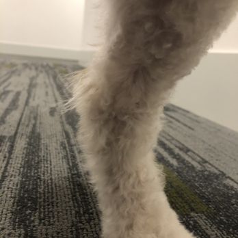 Pet Paradise Grooming - One of the uneven areas on his legs - Pet Groomers Near Me - Concord, California Pet Paradise Grooming - One of the uneven areas on his legs - Pet Groomers Near Me - Concord, California