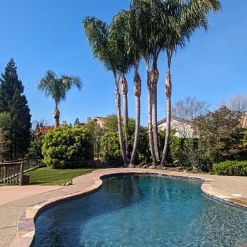 Friendly Tree Care - After Seven Palm Trees Trimmed - Tree Services Near Me