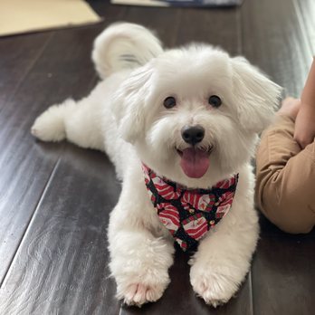 Reasons to Wag - My dog has some matted fur (my fault), that's why the fur on the paw on the left was cut short. They cleaned him up really well! - Pet Groomers Near Me - Chula Vista, California Reasons to Wag - My dog has some matted fur (my fault), that's why the fur on the paw on the left was cut short. They cleaned him up really well! - Pet Groomers Near Me - Chula Vista, California