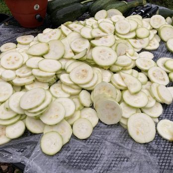 Torpedopot - Harvest over 100 pounds of zucchini and 20 feet www.torpedopot.com - Nurseries & Gardening Near Me - Lansdale, Pennsylvania Torpedopot - Harvest over 100 pounds of zucchini and 20 feet www.torpedopot.com - Nurseries & Gardening Near Me - Lansdale, Pennsylvania