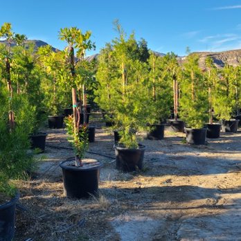 San Antonio Nursery - 25 Gallon Podocarpus and Arbutus Marina. - Nurseries & Gardening Near Me - Fillmore, California San Antonio Nursery - 25 Gallon Podocarpus and Arbutus Marina. - Nurseries & Gardening Near Me - Fillmore, California