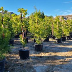 San Antonio Nursery - 25 Gallon Podocarpus and Arbutus Marina.