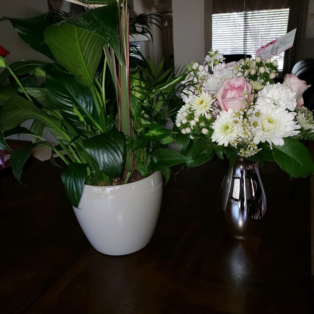 This is what actually arrived. They both look off from the online photos. The plant is also MUCH larger. This is what actually arrived. They both look off from the online photos. The plant is also MUCH larger.
