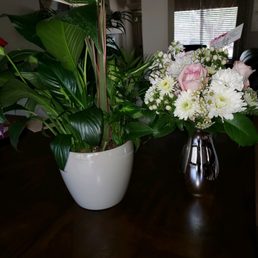 This is what actually arrived. They both look off from the online photos. The plant is also MUCH larger.