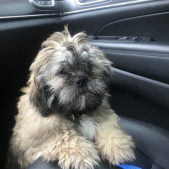 Just Pets - Pet Groomers Near Me - Centennial, Colorado
