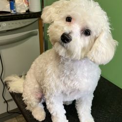 House Call Cat & Dog Grooming By Susan - Cuddles