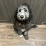 Photo of Bark Public House