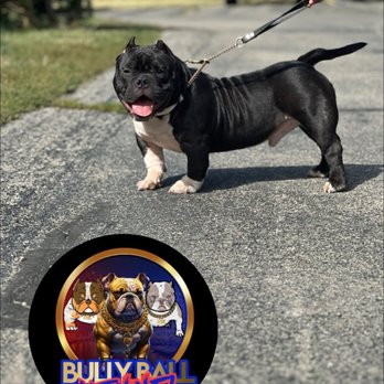 Bully Ball Kennel - Pet Breeders Near Me Bully Ball Kennel - Pet Breeders Near Me
