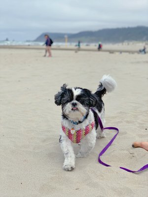 Oswald West State Park by null