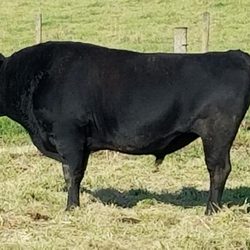 St Ann's Cattle Company - Impressive Yasufuku 801F Bull waiting on his next herd to service.