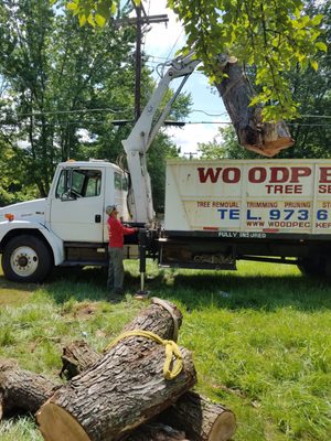WOODPECKER TREE SERVICE - Updated January 2025 - 105 Photos & 29