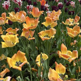 Veldheer's - Nurseries & Gardening Near Me - Holland, Michigan