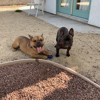 Bark Busters - Pet Training Near Me - Henderson, Nevada