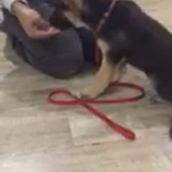 Matan Dog Training - Pet Training Near Me - Thousand Oaks, California