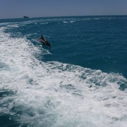 Sea Dwellers Dive Center - Jumping dolphin