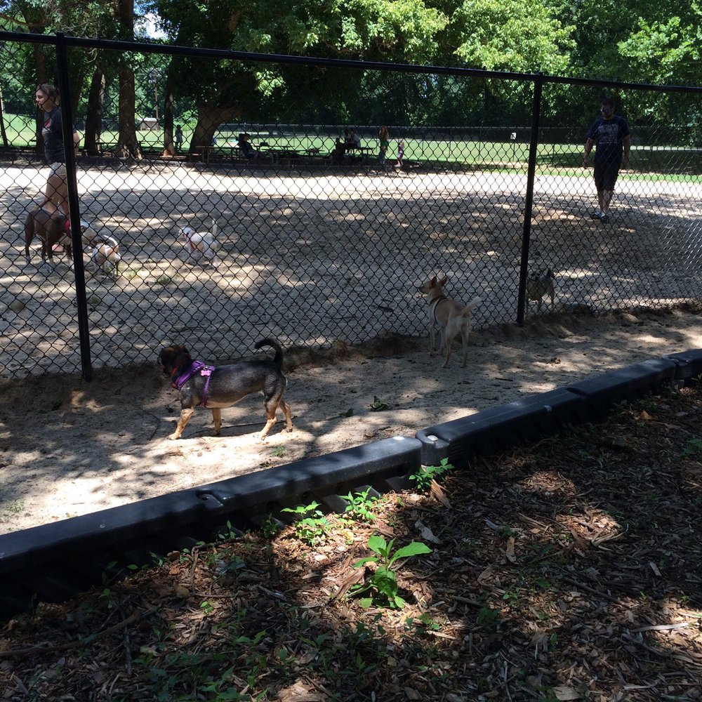 Small dog looking into big dog area Small dog looking into big dog area