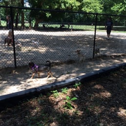 Small dog looking into big dog area