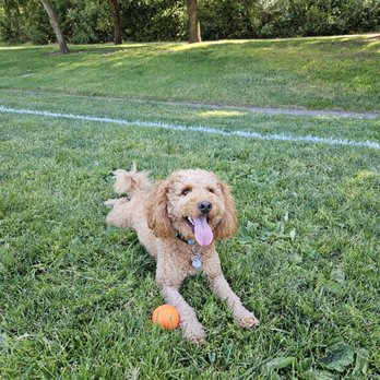 Oh Behave Dog Training - Pet Training Near Me - San Ramon, California Oh Behave Dog Training - Pet Training Near Me - San Ramon, California