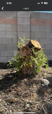 ⚠️ Hazardous Stumps Removed Fast - Old stumps attract termites, carpenter ants, and rot that can spread to your home. 🐜 Don't let a leftover stump become a bigger problem. We remove it safely, quickly, and completely before it costs you more. Protect your property — call us today. 🚨💪 ⚠️ Hazardous Stumps Removed Fast - Old stumps attract termites, carpenter ants, and rot that can spread to your home. 🐜 Don't let a leftover stump become a bigger problem. We remove it safely, quickly, and completely before it costs you more. Protect your property — call us today. 🚨💪