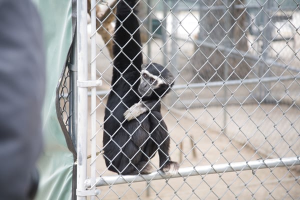 Gibbon Conservation Center by null