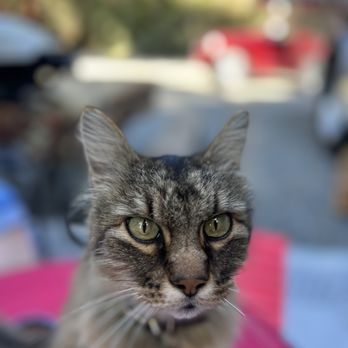 Bandon / Port Orford KOA - Spike, the KOA Camp Cat!! Visited with us for a few this afternoon. - RV Parks Near Me - Langlois, Oregon Bandon / Port Orford KOA - Spike, the KOA Camp Cat!! Visited with us for a few this afternoon. - RV Parks Near Me - Langlois, Oregon
