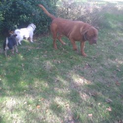 Woodlands at Home Dog Daycare & Boarding