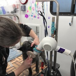 Bekki's Babies Mobile Pet Grooming - Moxie getting her chin hairs pretty.