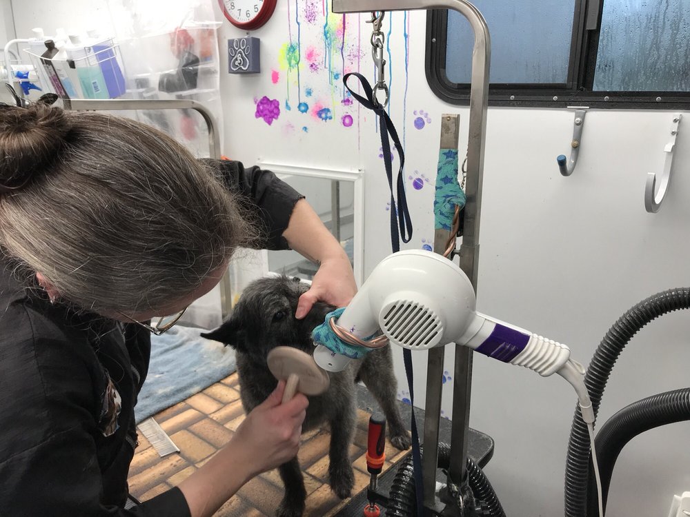 BEKKI’S BABIES MOBILE PET GROOMING Updated September 2024 Farragut, Tennessee Pet Groomers