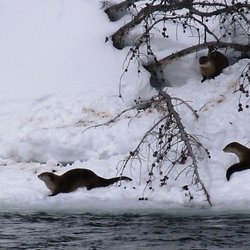In Our Nature Guiding Services - Year-round Private Tours of Yellowstone National Park - Otters in Yellowstone