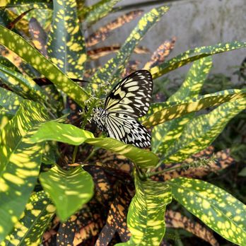 Butterfly Biosphere - Children's Museums Near Me - Lehi, Utah