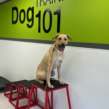 Paw Commons - Pet Sitting Near Me - San Diego, California Paw Commons - Pet Sitting Near Me - San Diego, California
