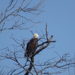 Can see eagles nest from parking lot ... look toward Lebanon. need real camera