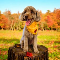 Bones & Bows Dog Grooming - Post groom photo shoot!