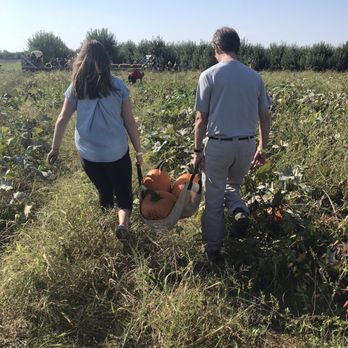 Beasley's Orchard - Bringing pumpkins in from the pumpkin patch. - Farmers Market Near Me - Danville, Indiana