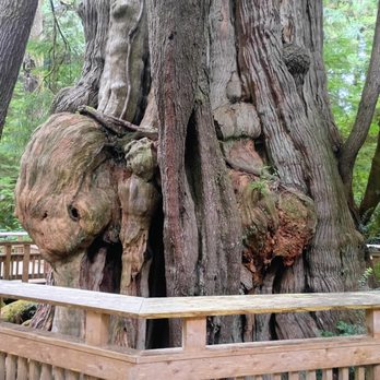 Rockaway Big Tree Trailhead - Big Cedar - Hiking Near Me - Rockaway Beach, Oregon