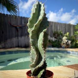 Cosmic Plant