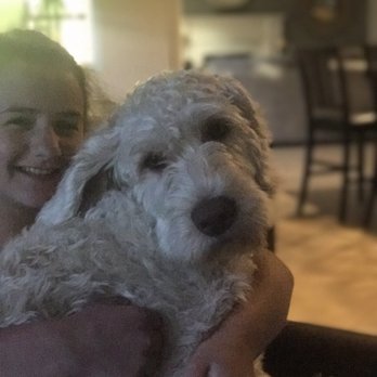 Shadow Mountain Labradoodles - Pet Breeders Near Me Shadow Mountain Labradoodles - Pet Breeders Near Me