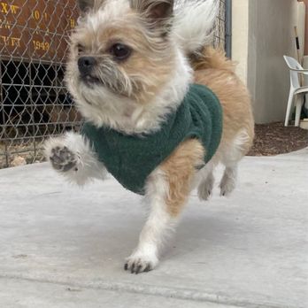 Pet Bnd - Pet Boarding Near Me - Albuquerque, New Mexico
