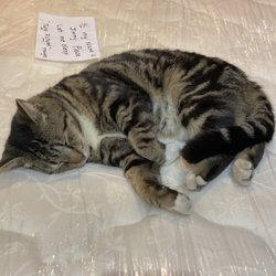 Micanopy Outpost - Jimmy, the beautiful cat, who loves to sleep!