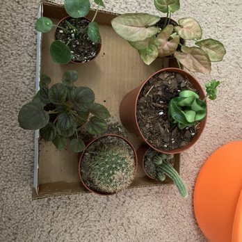 Nursery on Wheels - Hoya compacta, cactus, peperomia, pilea, and syngonium - Nurseries & Gardening Near Me - Orlando, Florida Nursery on Wheels - Hoya compacta, cactus, peperomia, pilea, and syngonium - Nurseries & Gardening Near Me - Orlando, Florida