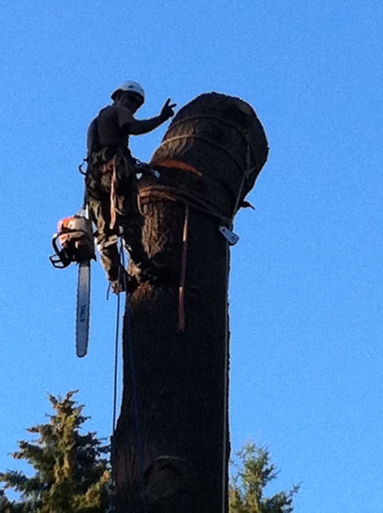 A to Z Stump & Tree - tree service in Woodinville, WA